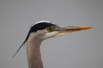 Great Blue Heron Portrait