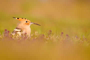 Hoopoe. Green nature background. Eurasian Hoopoe.  © serkanmutan