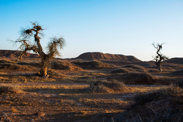 The tall Populus diversifolia trees in the morning in winter.