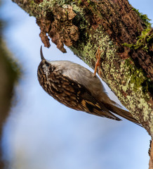 Brown Creeper