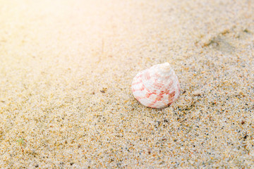 sea shells on sand with copy space for text. Time to vacation