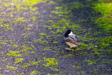 Black Capped Chickadee