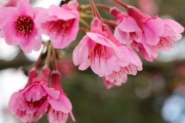 Close up of pink Japanese cherry blossoms blooming late winter in Waimea, Hawaii.