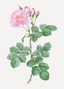 Vintage damask rose poster