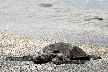 Protected green sea turtle sunbathing on a beach in Kona, Hawaii with the waves lapping behind him