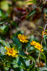 yellow flower leaves of tree in spring