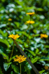 yellow flower leaves of tree in spring
