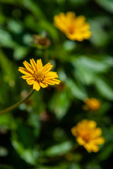 yellow flower leaves of tree in spring