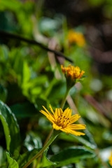 yellow flower leaves of tree in spring