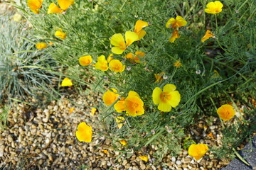Bright yellow small flowers calming effect 