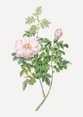 Obraz premium Ventenat rose in bloom