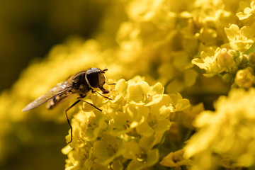 Abeilles du Grésivaudan - Isère.