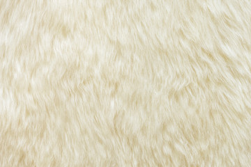 background and textured of real white cream wool sheep