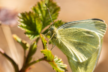 Papillons du Grésivaudan - Isère.