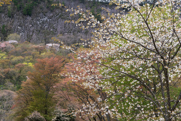 屏風岩　山桜咲く春