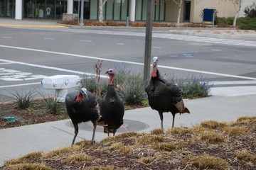 Wild Turkey at Sidewalk in City Davis 