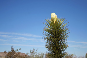 Yucca palm tree flower against the sky