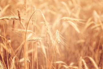Sunny golden wheat field, ears of wheat close up background