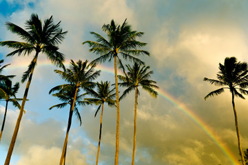 Fototapeta na wymiar Palm trees over sky with rainbow