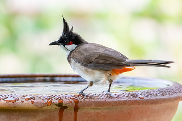 Red-whiskered bulbul perching on clay bowl of water with blur green background of trees