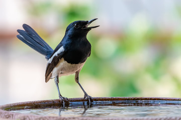 Male Oriental Magpie Robin perching on clay bowl of water