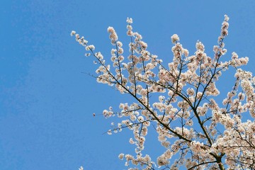《菜の花ロード》秋田県大潟村
