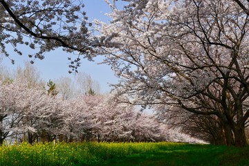 Obraz premium 《菜の花ロード》秋田県大潟村