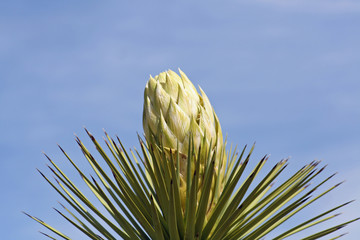 Yucca palm tree with white flower 