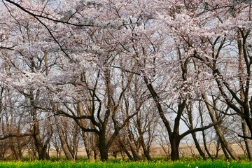 《菜の花ロード》秋田県大潟村