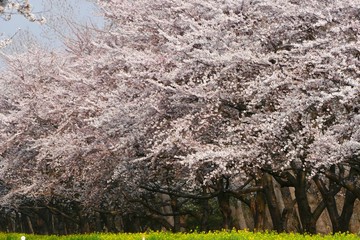 《菜の花ロード》秋田県大潟村
