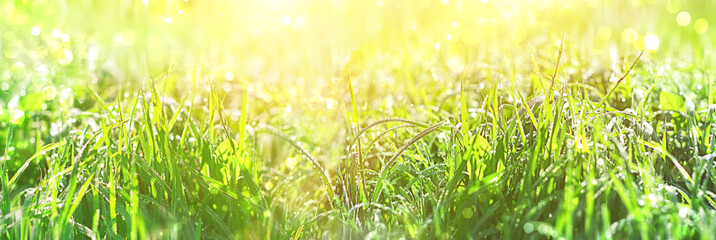 Juicy green grass with drops of water dew in morning light in summer meadow outdoors. Beautiful...