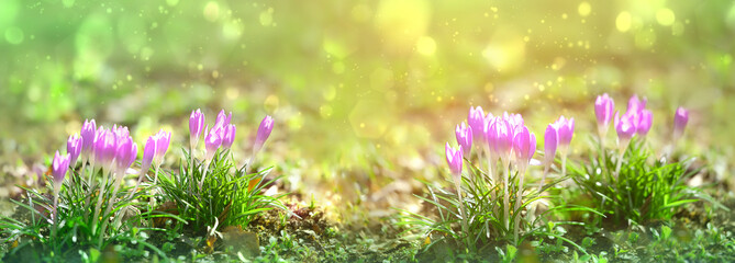 spring flowers purple crocuses on sunny nature background. Springtime scene with delicate purple crocuses in soft sunlight. long banner. soft selective focus