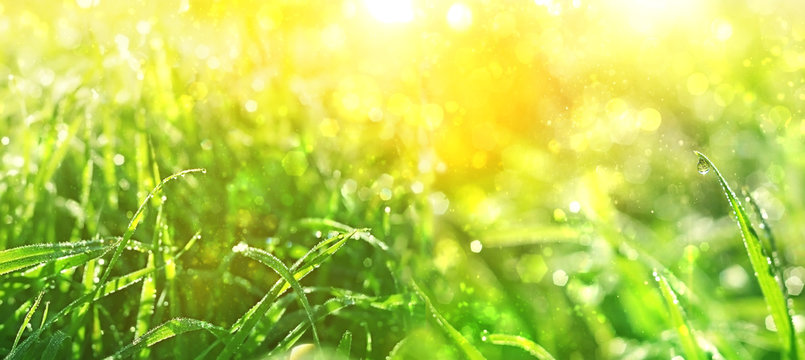Juicy green grass with drops of water dew in summer meadow outdoors. Beautiful artistic image of purity, freshness of nature. abstract blurred background. close up. copy space. soft selective focus