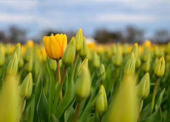 yellow tulips on background of blue sky