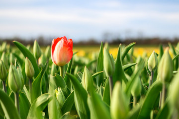 red tulip stands out on background of blue sky and other buds