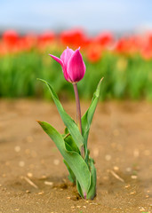 red tulips on green background