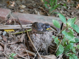 Baby bird separated from its mother and feeling lost in the grass