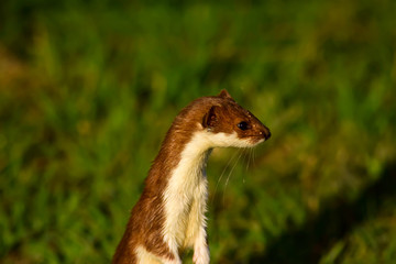 Weasel. Green nature background. Least weasel. Mustela nivalis.