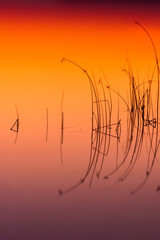 Obraz premium Long exposure photography. Lake water and plants. Abstract nature photo.