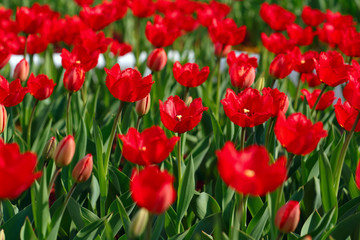 Flower background. A field of red tulips. Blur, close-up, side view, plenty of space for text, horizontal. Concept of natural beauty.