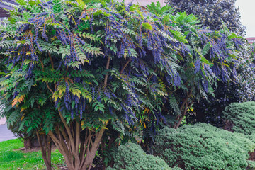 Mahonia aquifolium  in the garden. Black blue berries