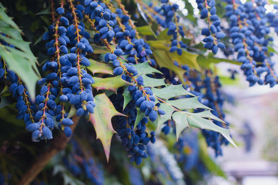Mahonia shrub. Branch with spiny leaves and blue black berries.
