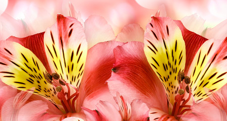 Obraz na płótnie Canvas Floral red background. Alstroemeria flowers close-up. Nature.