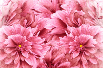 Floral  pink background. Pink-white  flowers dahlias.  floral collage.  Flower composition. Nature.