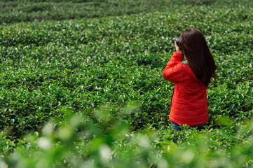 tea plantations