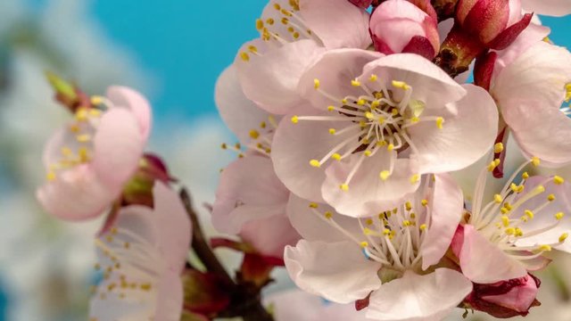 Apricot fruit flower blossom timelapse on a blue background