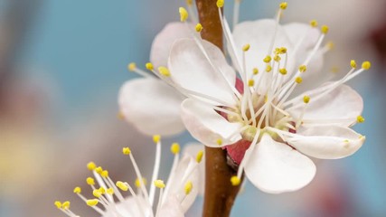 Apricot fruit flower blossom timelapse on a blue background