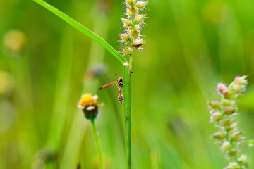 ladybug on a green leaf