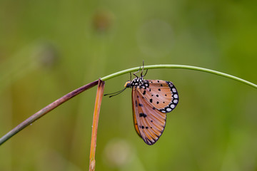 butterfly on a leaf