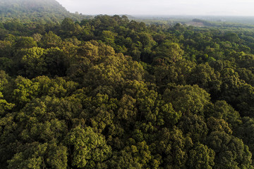 Fototapeta premium Green mountain tropical rain forest with fog in morning